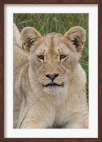 South Africa, Inkwenkwezi GR, African lion cub Fine Art Print