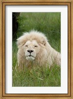 South Africa, Inkwenkwezi Private GR, lion Fine Art Print