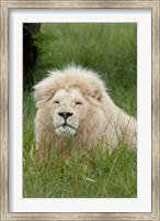 South Africa, Inkwenkwezi Private GR, lion Fine Art Print