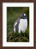 South Georgia Island, Gentoo penguins, tussocks Fine Art Print