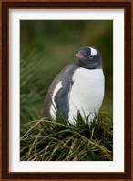 South Georgia Island, Gentoo penguins, tussocks Fine Art Print