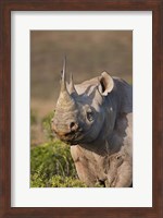 South Port Elizabeth, Shamwari GR, Black rhinoceros Fine Art Print