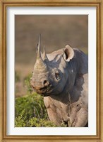 South Port Elizabeth, Shamwari GR, Black rhinoceros Fine Art Print