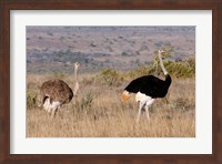 South Africa, Kwandwe. Southern Ostriches in Kwandwe Game Reserve. Fine Art Print
