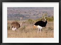 South Africa, Kwandwe. Southern Ostriches in Kwandwe Game Reserve. Fine Art Print