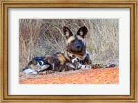 South Africa, Madikwe Game Reserve, African Wild Dog Fine Art Print