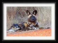 South Africa, Madikwe Game Reserve, African Wild Dog Fine Art Print