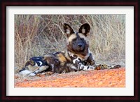 South Africa, Madikwe Game Reserve, African Wild Dog Fine Art Print