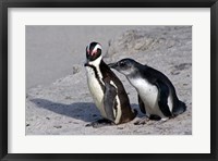 Two African Penguins Fine Art Print