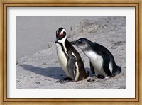 Two African Penguins Fine Art Print