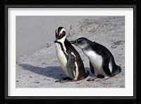 Two African Penguins Fine Art Print
