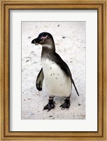 African Penguin Fine Art Print