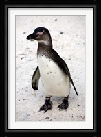 African Penguin Fine Art Print