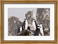 South Georgia Island, Cooper Bay, Chinstrap penguins Fine Art Print