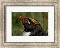 South Georgia Island, Cooper Bay, Macaroni penguin Fine Art Print