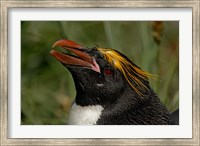South Georgia Island, Cooper Bay, Macaroni penguin Fine Art Print