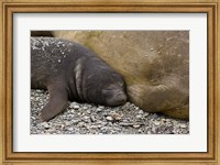 South Georgia Island, Salisbury Plain, Elephant seals Fine Art Print