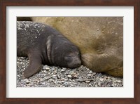 South Georgia Island, Salisbury Plain, Elephant seals Fine Art Print