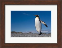 Strutting King penguin Fine Art Print