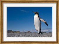 Strutting King penguin Fine Art Print