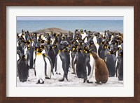 Colony of King penguins Fine Art Print