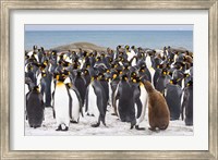 Colony of King penguins Fine Art Print
