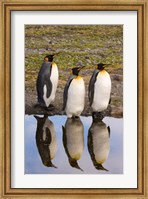 King penguin reflections Fine Art Print