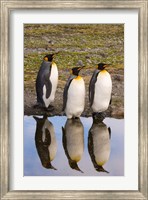 King penguin reflections Fine Art Print