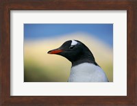 South Georgia Island, Stromess Bay, Gentoo penguin Fine Art Print