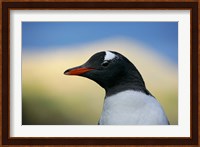 South Georgia Island, Stromess Bay, Gentoo penguin Fine Art Print