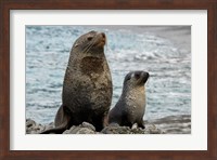 South Georgia Island. Mother fur seal and pup Fine Art Print