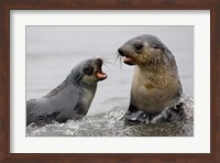 South Georgia, St. Andrews Bay, Antarctic Fur Seals Fine Art Print
