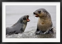 South Georgia, St. Andrews Bay, Antarctic Fur Seals Fine Art Print