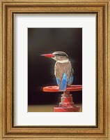 South Kruger NP, Brown-hooded kingfisher Fine Art Print
