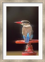 South Kruger NP, Brown-hooded kingfisher Fine Art Print