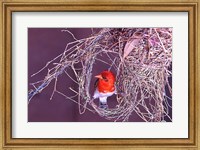 South Kruger NP. Redheaded weaver bird, nest Fine Art Print