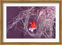 South Kruger NP. Redheaded weaver bird, nest Fine Art Print