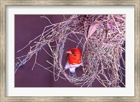 South Kruger NP. Redheaded weaver bird, nest Fine Art Print