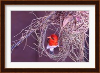 South Kruger NP. Redheaded weaver bird, nest Fine Art Print