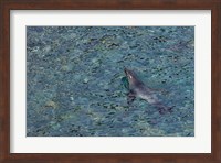 Southern Fur Seal Swimming in Clear Water, South Georgia Island, Antarctica Fine Art Print