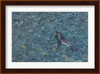 Southern Fur Seal Swimming in Clear Water, South Georgia Island, Antarctica Fine Art Print
