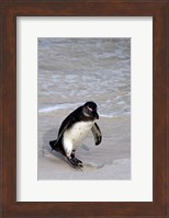 Penguin, South Africa Fine Art Print