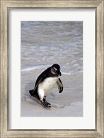 Penguin, South Africa Fine Art Print