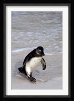 Penguin, South Africa Fine Art Print