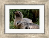 South Georgia Island, Godthul, fur seal Fine Art Print