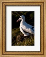 South Georgia, Prion, Wandering albatross bird Fine Art Print