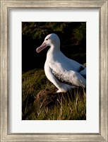 South Georgia, Prion, Wandering albatross bird Fine Art Print