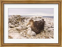 Southern giant petrel nest, Antarctic Peninsula Fine Art Print