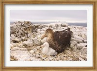 Southern giant petrel nest, Antarctic Peninsula Fine Art Print