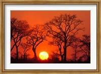 South Africa, Kruger NP, Trees silhouetted at sunset Fine Art Print